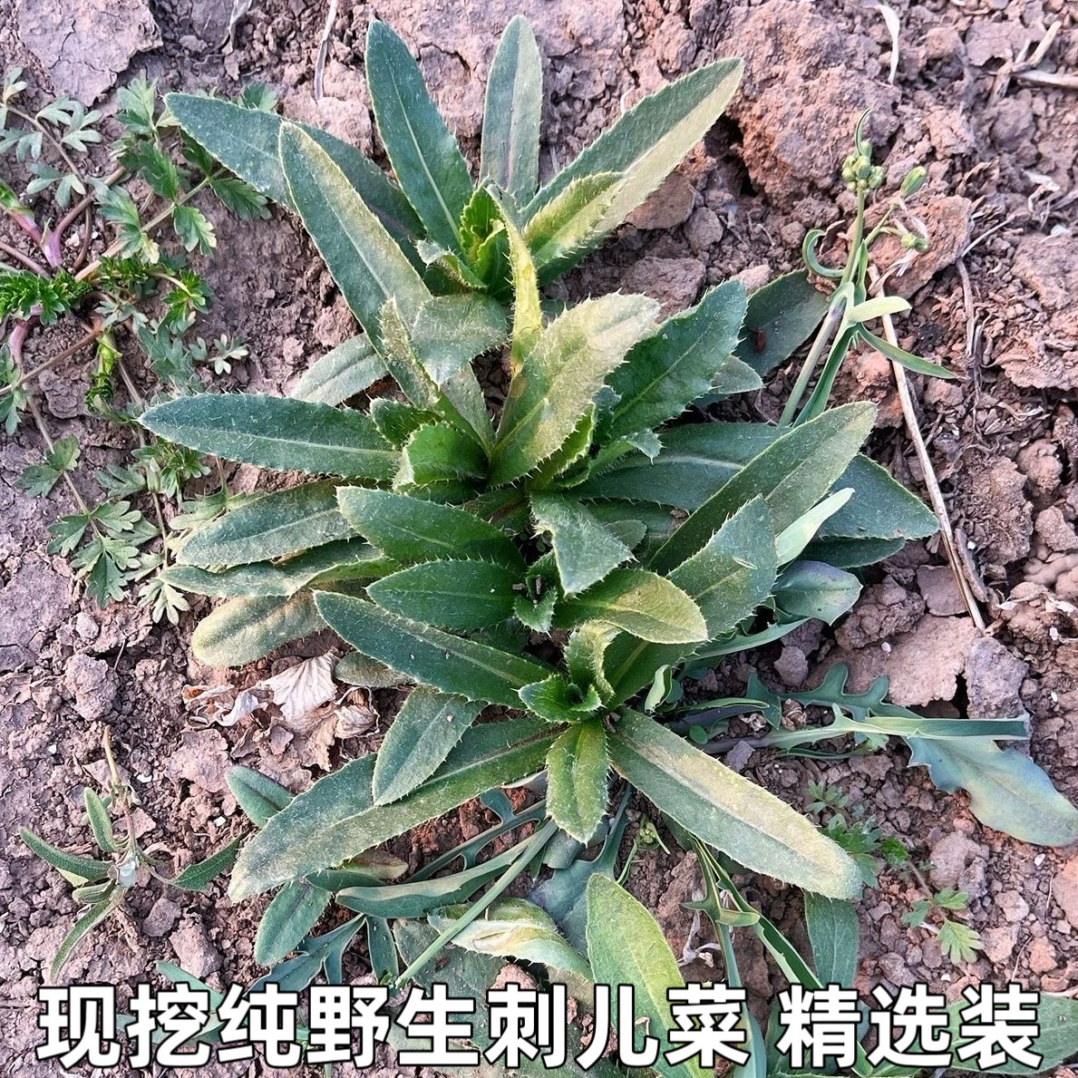 刺儿菜新鲜青青草刺狗牙七七菜野菜带刺菜带根带叶小蓟草中药材