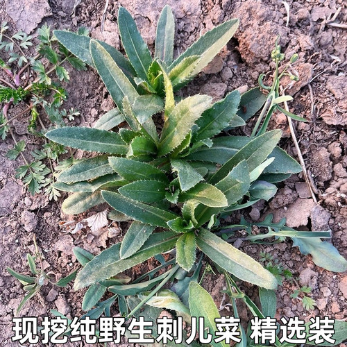 刺儿菜新鲜青青草刺狗牙七七菜野