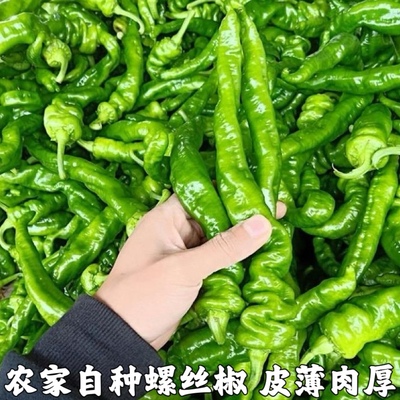 新鲜螺丝椒湖南特产农家自种时令蔬菜软皮薄皮青皱皮土辣椒包邮