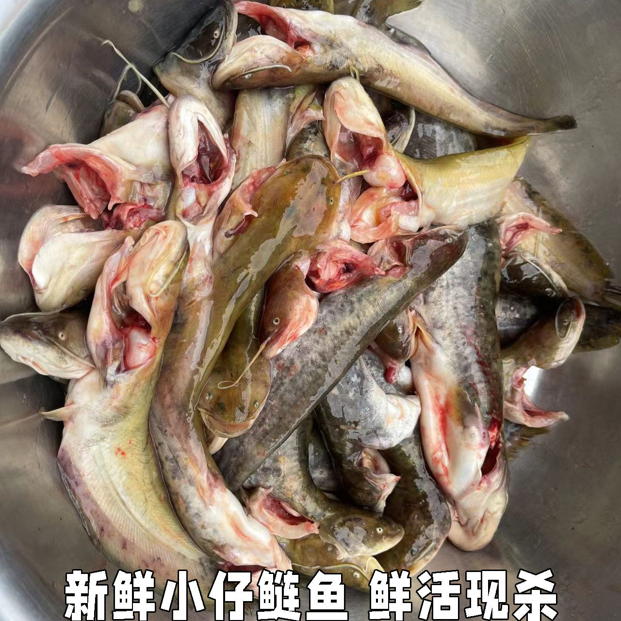 新鲜仔鲢仔鲶小鲶鱼胡子鲶大口鲶鱼本地土鲶鱼河鲶鱼淡水鱼鲜活