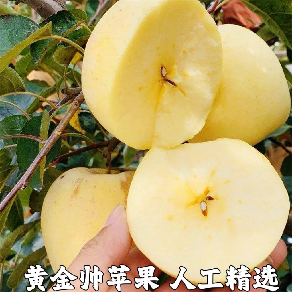 黄金帅刮泥沙金黄色苹果黄元帅金帅新鲜水果黄香蕉甜面好吃包邮