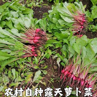农家新鲜萝卜菜萝卜梗当季青蔬菜红皮小萝卜红萝卜缨子嫩萝卜苗