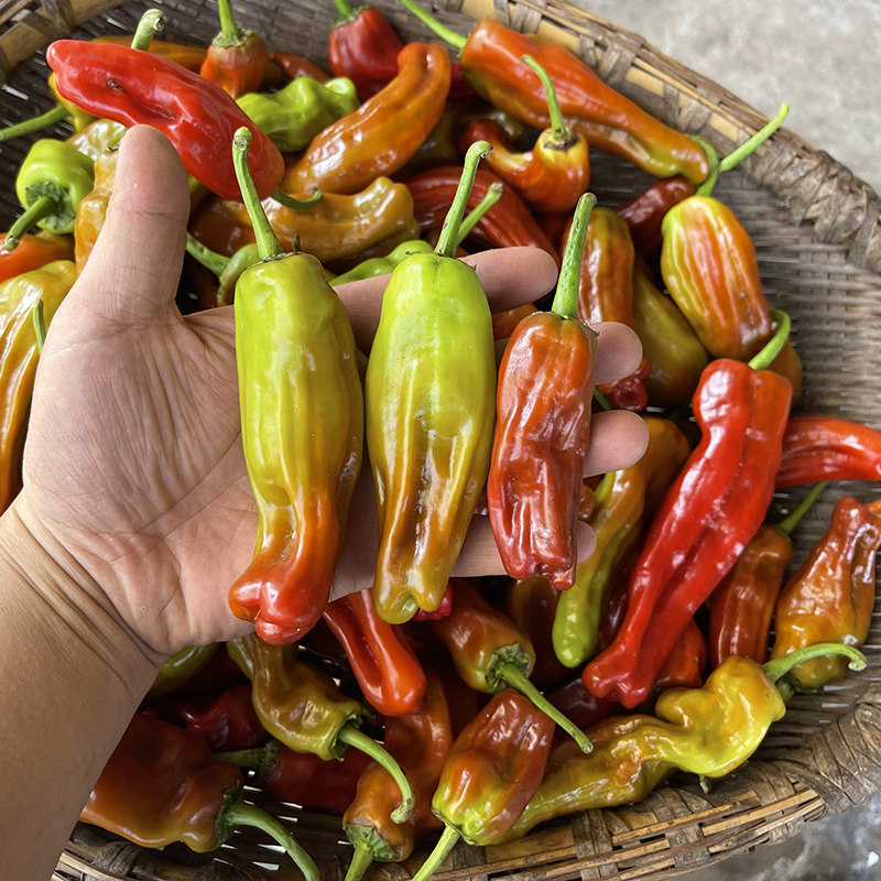 新鲜大红椒农家自种做辣椒酱剁椒肉厚红辣椒微辣现摘当季蔬菜