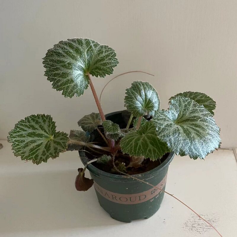 虎耳草 金丝荷叶金钱芙蓉 可水培全草入药虎儿草盆栽阳台庭院植物