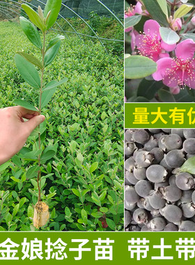 桃金娘树苗野生捻子果盆栽地栽