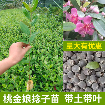 桃金娘树苗捻子果树盆栽地栽山乌果菍子广西发货大规模种植苗