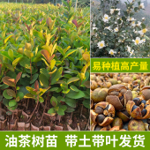 油茶苗广西高产良种杂交油茶树白花大红皮中小果薄皮茶籽带土带叶