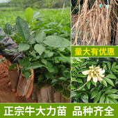牛大力苗大中小叶品种正宗细叶种植牛古大力薯良种结薯快中药材苗