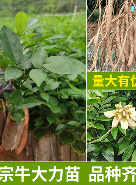 牛大力苗大中小叶品种正宗细叶种植牛古大力薯良种结薯快中药材苗