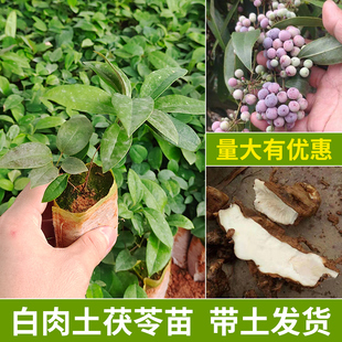 土茯苓白肉种植苗中药材野生正宗冷硬饭头南北方可种广西带土发货