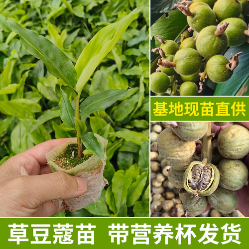 广西草豆蔻苗带营养杯发货