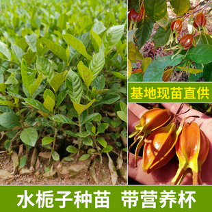 水栀子树苗高产大果食用品种黄色素红枝子山地天然黄果子带土种植