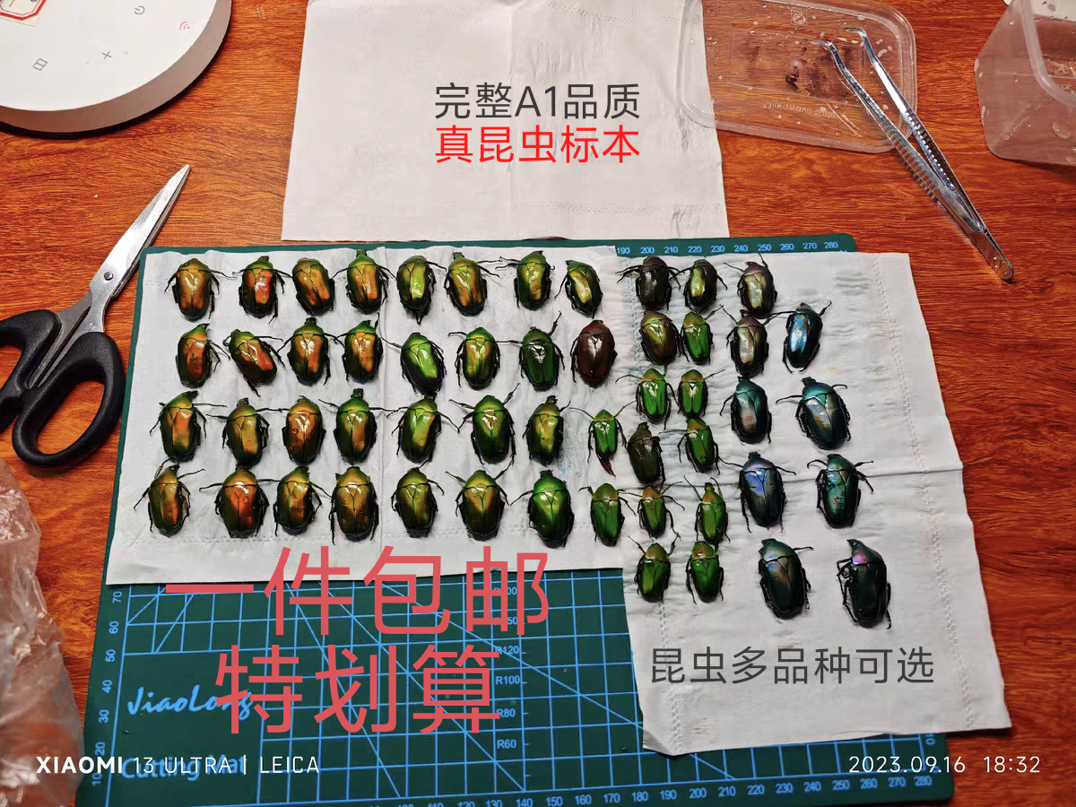 真昆虫蝴蝶标本干虫幼儿园教学用具科普实验品种可自选道具拍摄