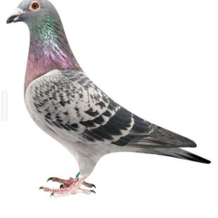 鸽子活体信鸽公鸽子活物信鸽幼鸽子活体信鸽公鸽子活体信鸽公鸽子