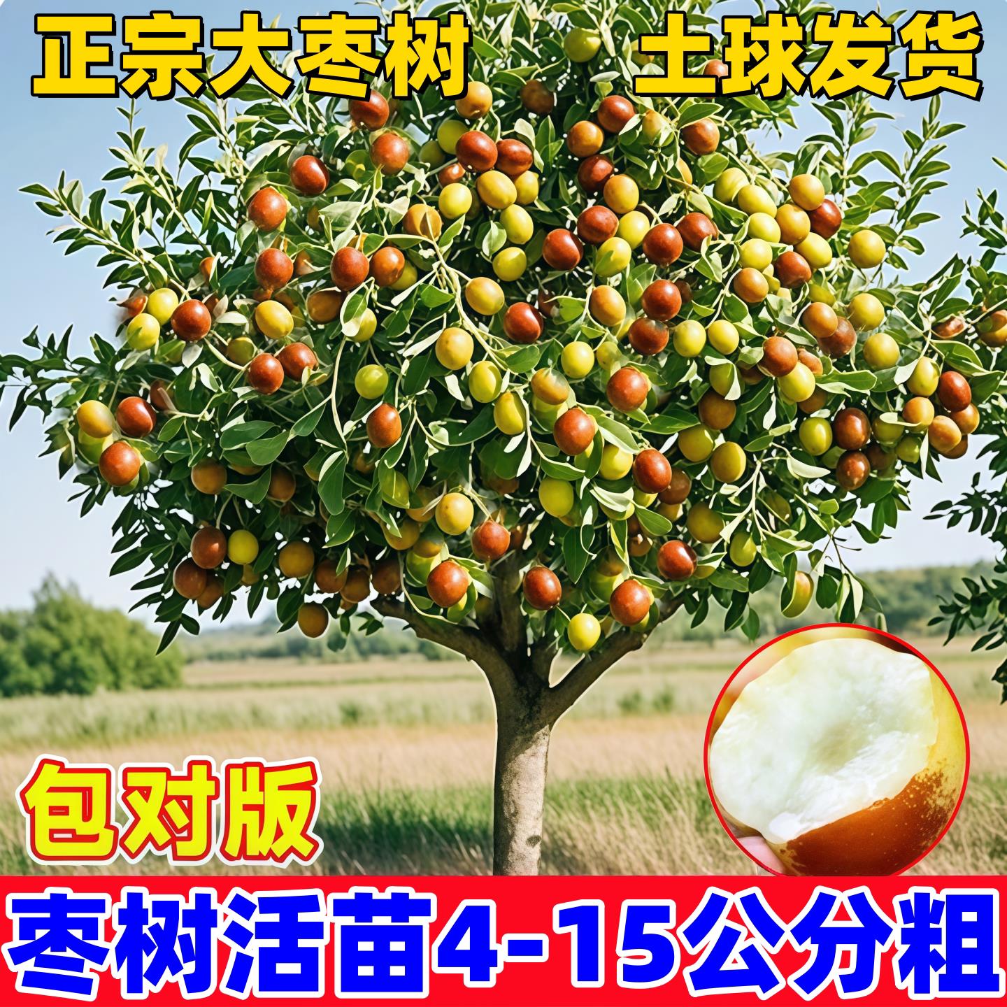 沾化冬枣冰糖枣葫芦大枣当年结果