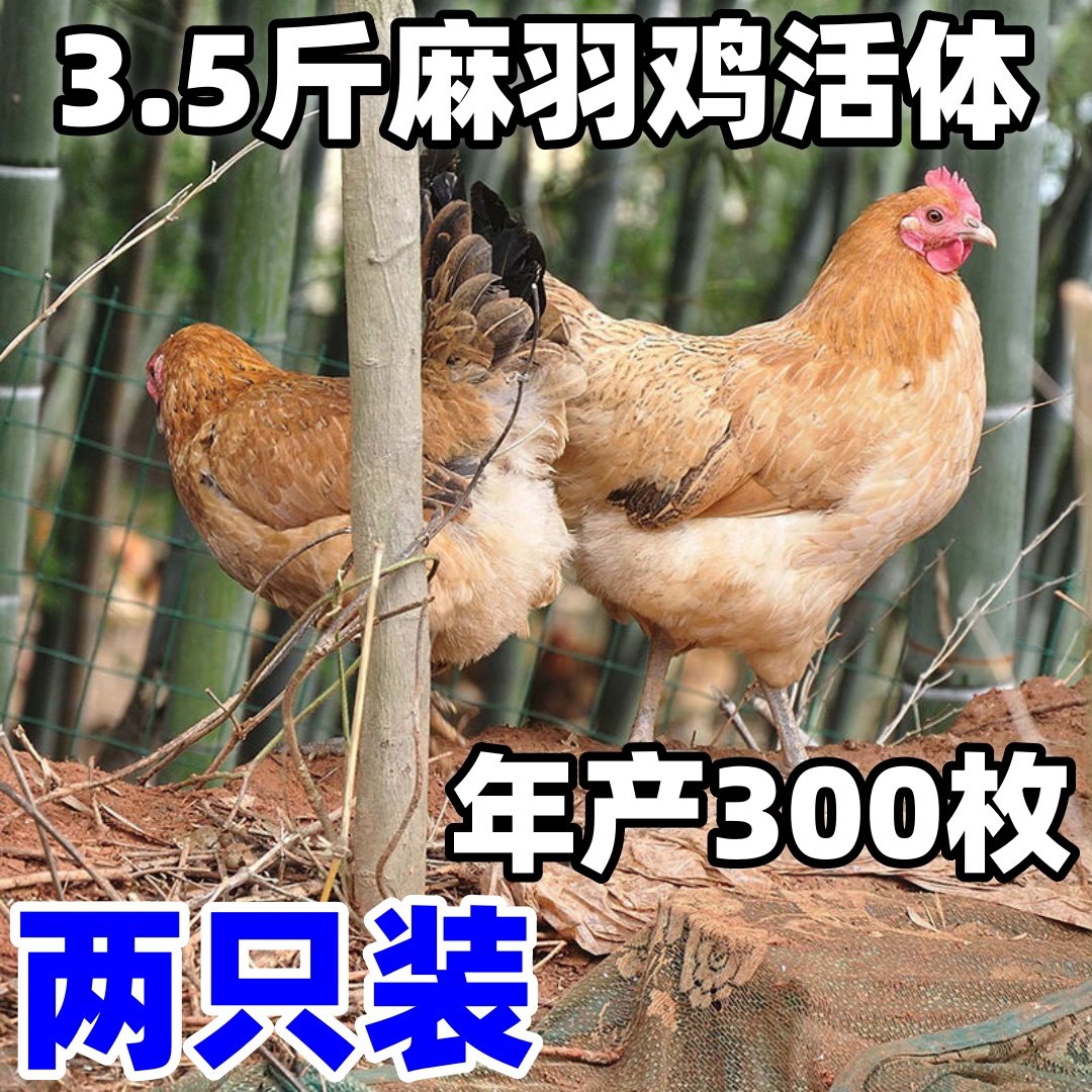3.5斤麻羽鸡活体大品种三斤土鸡绿壳蛋鸡活鸡土鸡母鸡产蛋王母鸡,宠物/宠物食品及用品,宠物鸡,淘宝优惠券,粉丝福利购,淘宝优惠卷