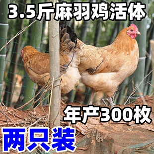 3.5斤麻羽鸡活体大品种三斤土鸡绿壳蛋鸡活鸡土鸡母鸡产蛋王母鸡