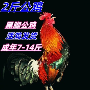 现货大种2斤九斤红大公鸡红玉活鸡成年鸡大红公鸡九斤红公鸡活苗
