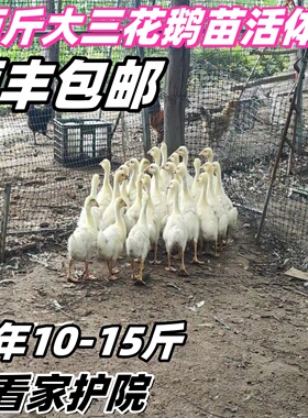 3斤大白鹅2斤活鹅2斤四季鹅大鹅活三花鹅皖西鹅三斤白狮头宠物鸭