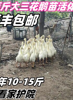 3斤大白鹅2斤活鹅2斤四季鹅