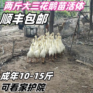 3斤大白鹅2斤活鹅2斤四季鹅大鹅活三花鹅皖西鹅三斤白狮头宠物鸭