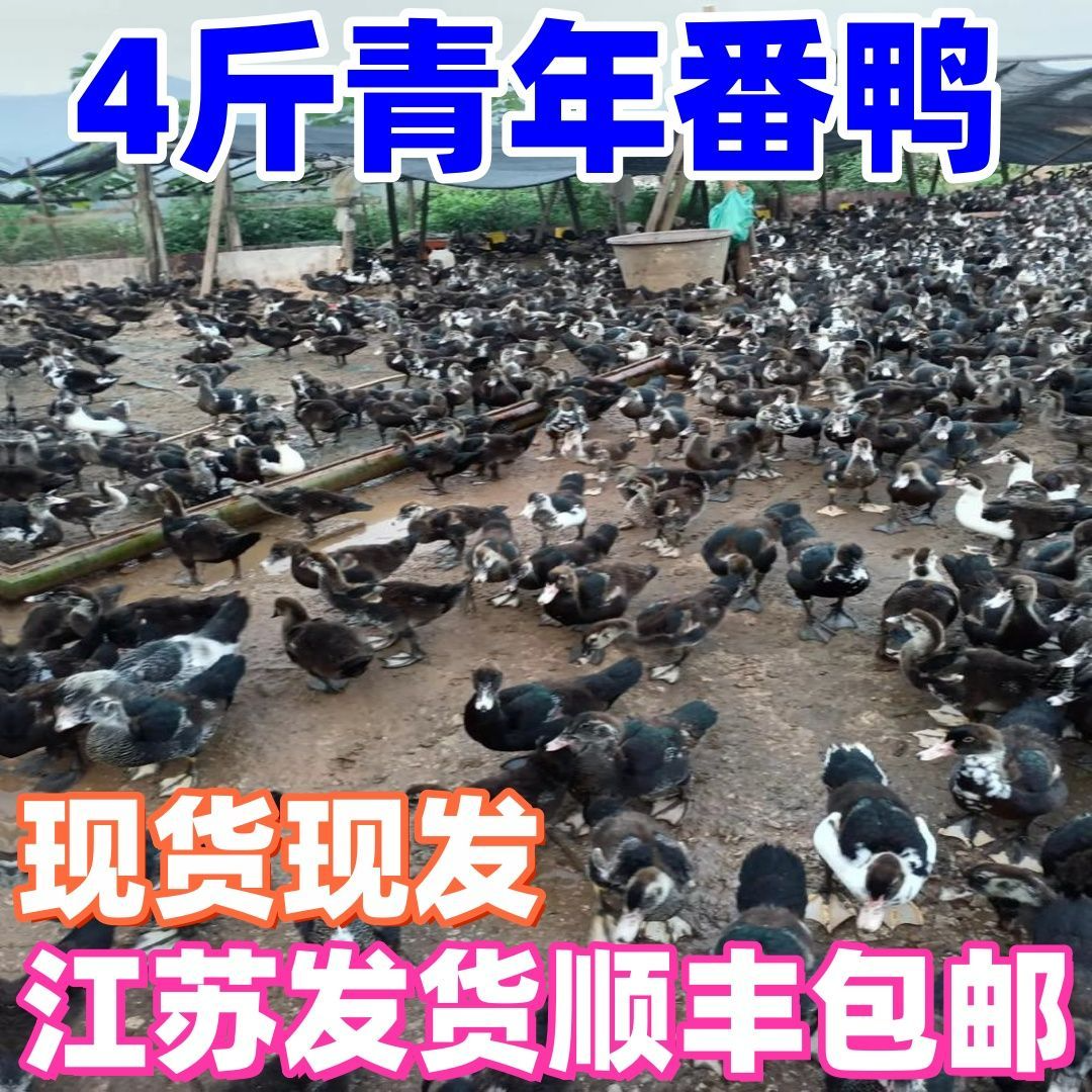 4斤黑番鸭脱温番鸭红脸洋鸭鸳鸯鸭西洋鸭脱温一斤番鸭宠物鸭活体,宠物/宠物食品及用品,宠物鸭,淘宝优惠券,粉丝福利购,淘宝优惠卷