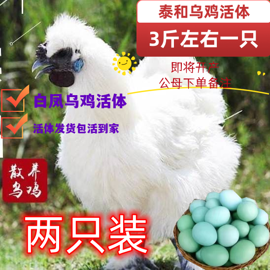 3斤白凤乌鸡活鸡4斤泰和乌鸡活体泰和白凤乌骨鸡活乌鸡三斤宠物鸡