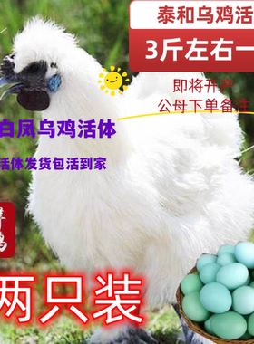 3斤白凤乌鸡活鸡4斤泰和乌鸡活体泰和白凤乌骨鸡活乌鸡三斤宠物鸡