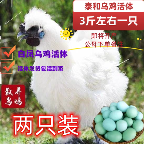 3斤白凤乌鸡活鸡4斤泰和乌鸡活体泰和白凤乌骨鸡活乌鸡三斤宠物鸡
