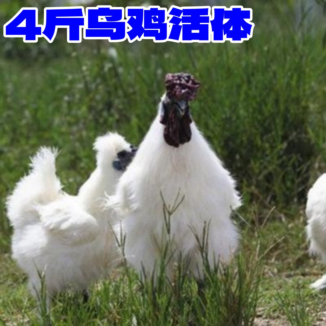 3斤白凤乌鸡活鸡4斤泰和乌鸡活宠物鸡