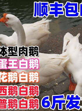 6斤大白鹅活体三花鹅活体青年鹅肉鹅活鹅皖普鹅6斤皖西鹅四季白鹅