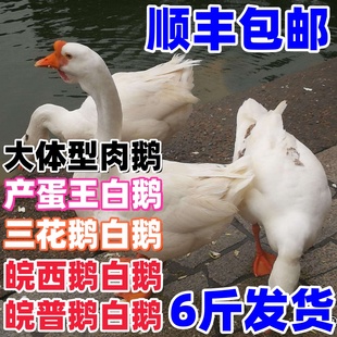 6斤大白鹅活体三花鹅活体青年鹅肉鹅活鹅皖普鹅6斤皖西鹅四季白鹅