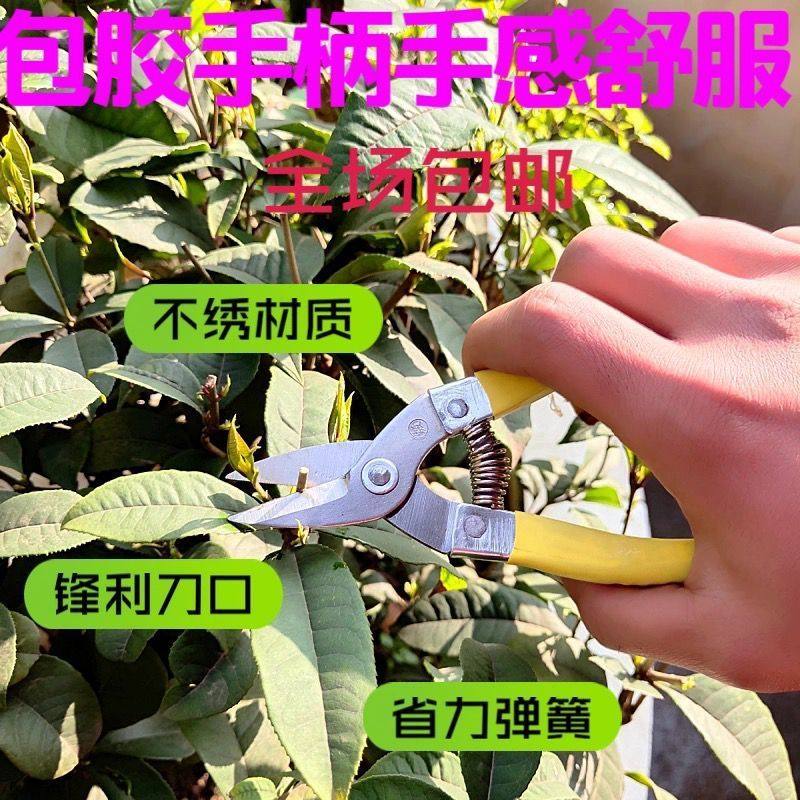 不锈钢摘果剪小黄剪采果剪子橘子园艺剪
