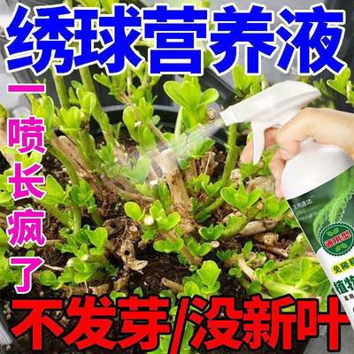 适合各种花的营养液绣球专用营养液绣球专用肥防黄叶长新芽花爆盆