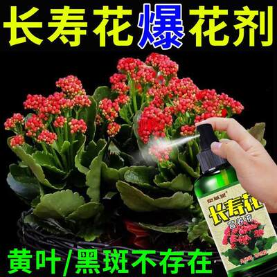 爆开花】长寿花专用肥营