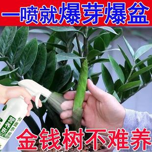 喜酸植物营养液金钱树营养液黄叶烂根不生长金钱树养料养树促生长