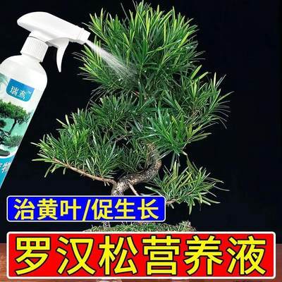 绿叶植物营养液罗汉松营养液盆景专用液体肥防黄叶掉叶适合各种花