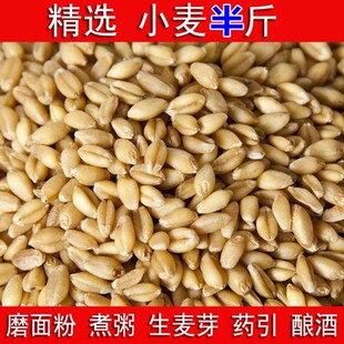 杂粮小麦粒麦芽糖食用磨面药引麦芽糖发芽草种子榨汁酿酒猫草烘焙