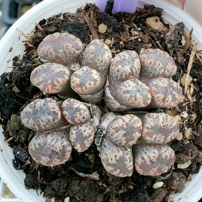 多肉植物番杏科大年份特价5541蝴蝶勋章