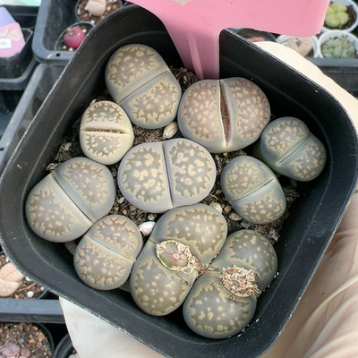 多肉植物番杏科PP花屁股花5583