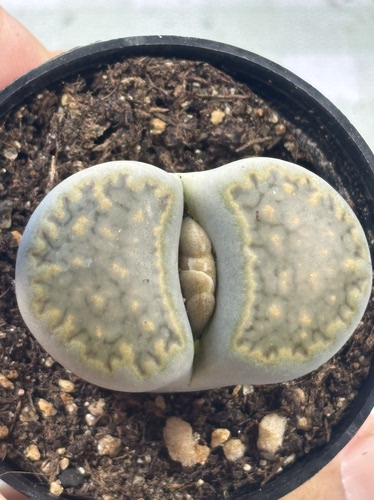 石生花多品种混发精品多肉植物绿孔雀017