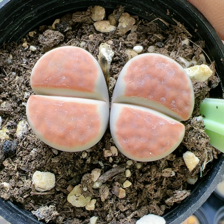 生石花石多品种混发精品多肉植物5170冰橙