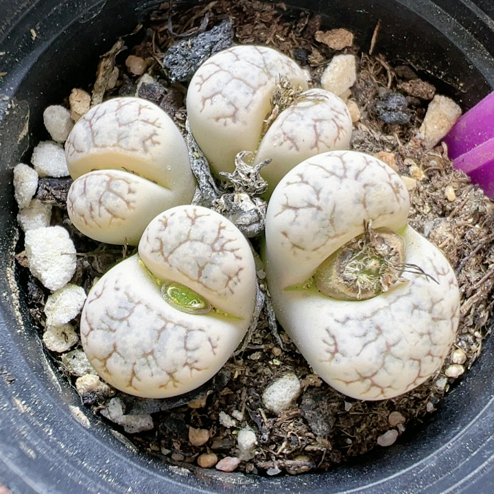 生石花切糕一物一拍4871云映玉