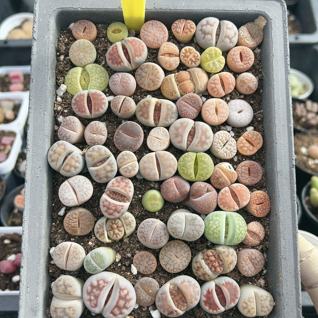 生石花母本带盆开花多肉植物5574,鲜花速递/花卉仿真/绿植园艺,多肉植物,淘宝优惠券,粉丝福利购,淘宝优惠卷