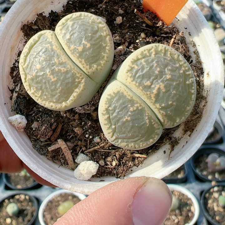 双头绿宝石生石花特价5031大窗紫熏