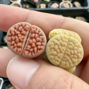 824开播福利