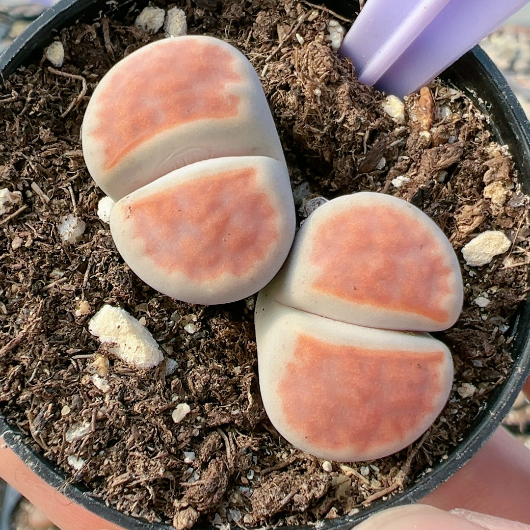 生石花切糕一物一拍粉红4781冰橙,鲜花速递/花卉仿真/绿植园艺,多肉植物,淘宝优惠券,粉丝福利购,淘宝优惠卷