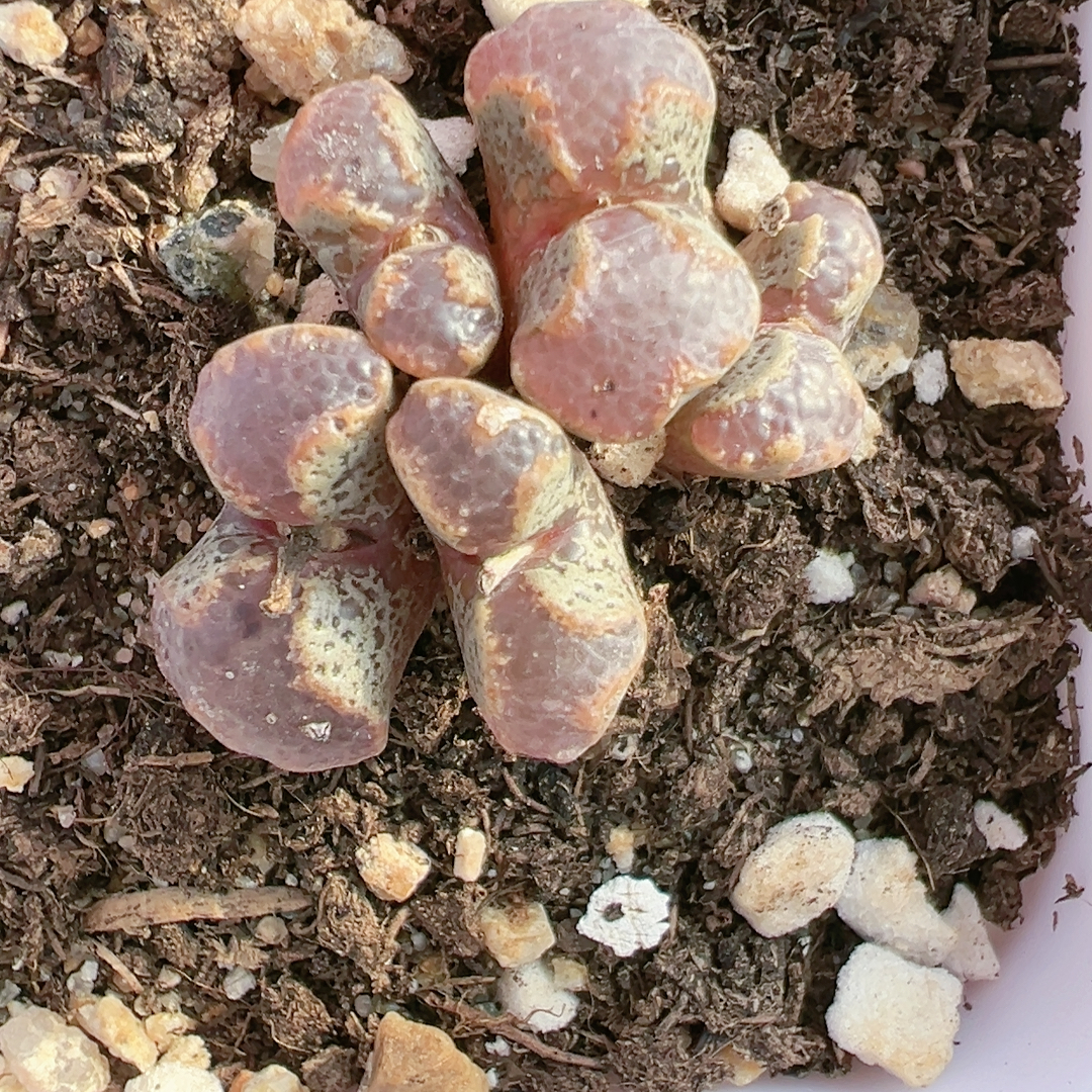 屁股花多品种混发精品多肉植物5127大窗蝴蝶勋章