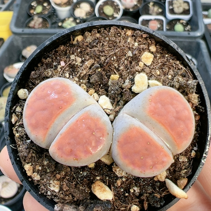 切糕一物一拍5318冰橙