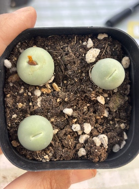 多品种混发精品多肉植物鸽子蛋特1069